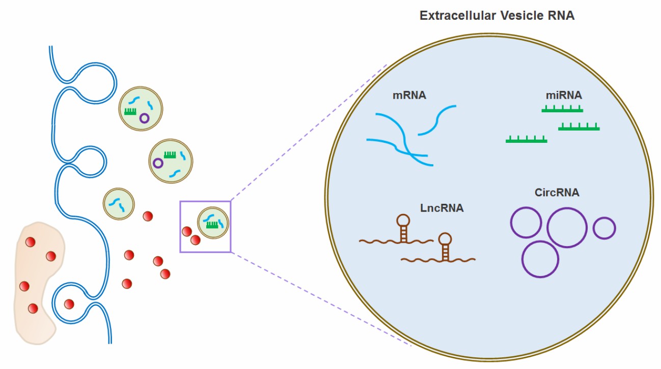 The distinct RNA contents for EVs. 